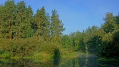 Landscapes nature forests