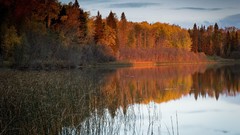 Landscapes nature forests