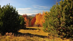 Landscapes nature forests