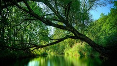 Landscapes nature forests