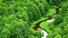 Landscapes nature forests