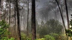 Landscapes nature forests