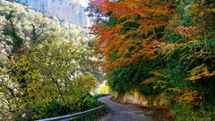 Landscapes nature forests