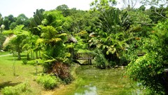 Landscapes nature forests