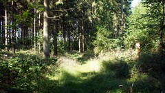 Landscapes nature forests