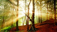 Landscapes nature forests