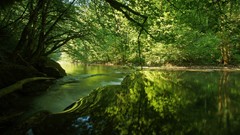 Landscapes nature forests