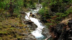 Landscapes nature forests