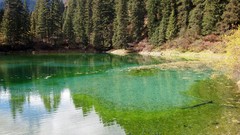 Landscapes nature forests