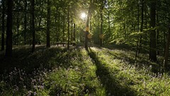 Landscapes nature forests
