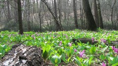 Landscapes nature forests