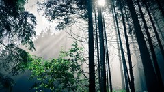 Landscapes nature forests