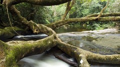 Landscapes nature forests