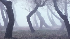 Landscapes nature forests