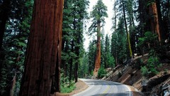 Landscapes nature forests