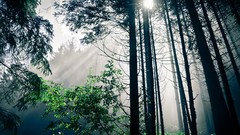 Landscapes nature forests