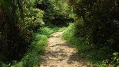 Landscapes nature forests