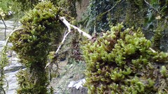 Landscapes nature forests