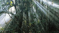 Landscapes nature forests