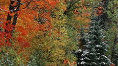 Landscapes nature forests