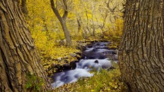Landscapes nature forests