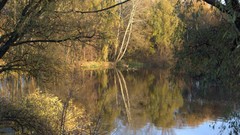 Landscapes nature forests