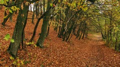 Landscapes nature forests