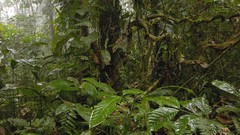 Landscapes nature forests