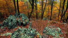 Landscapes nature forests