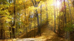 Landscapes nature forests