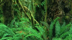 Landscapes nature forests