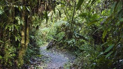 Landscapes nature forests