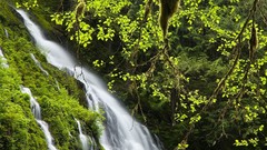 Landscapes nature forests