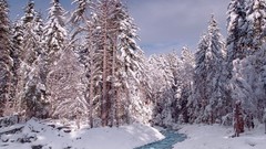 Landscapes nature forests