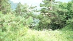 Landscapes nature forests