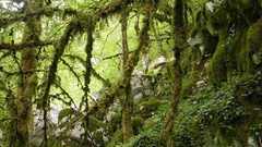 Landscapes nature forests