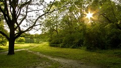 Landscapes nature forests