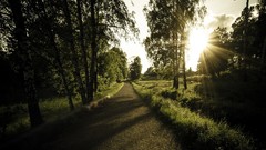 Landscapes nature forests