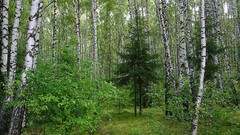 Landscapes nature forests