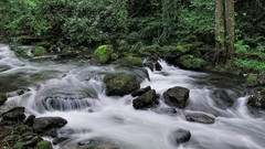 Landscapes nature forests