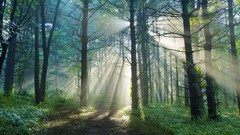 Landscapes nature forests