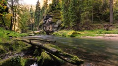 Landscapes nature forests