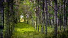 Landscapes nature forests