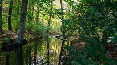 Landscapes nature forests