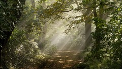 Landscapes nature forests