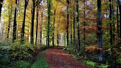 Landscapes nature forests