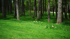 Landscapes nature forests