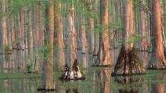 Landscapes nature forests