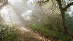 Landscapes nature forests