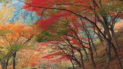 Landscapes nature forests